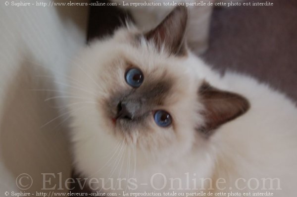 Photo de Sacr de birmanie