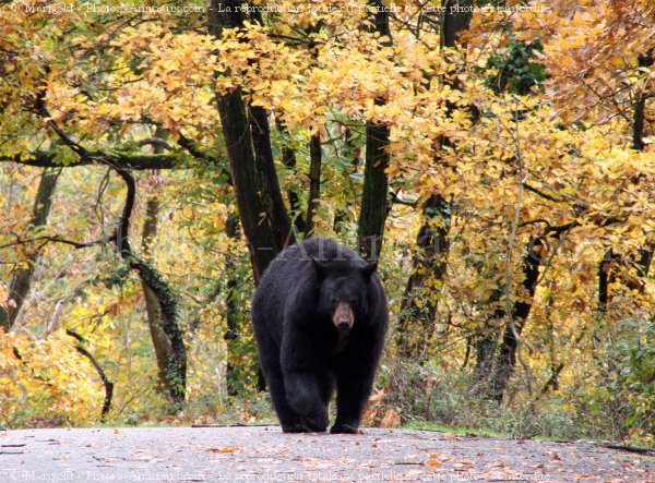 Photo d'Ours