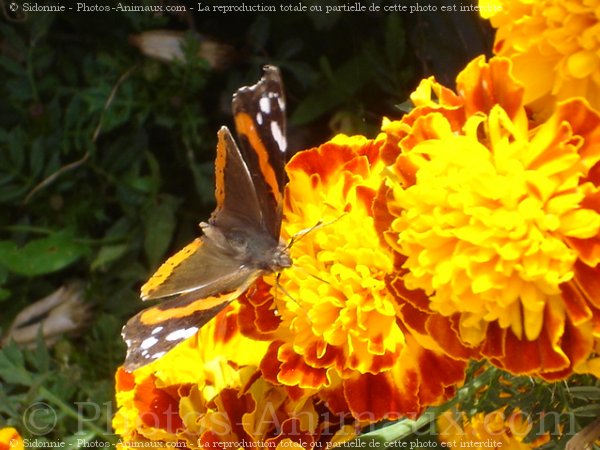 Photo de Papillon