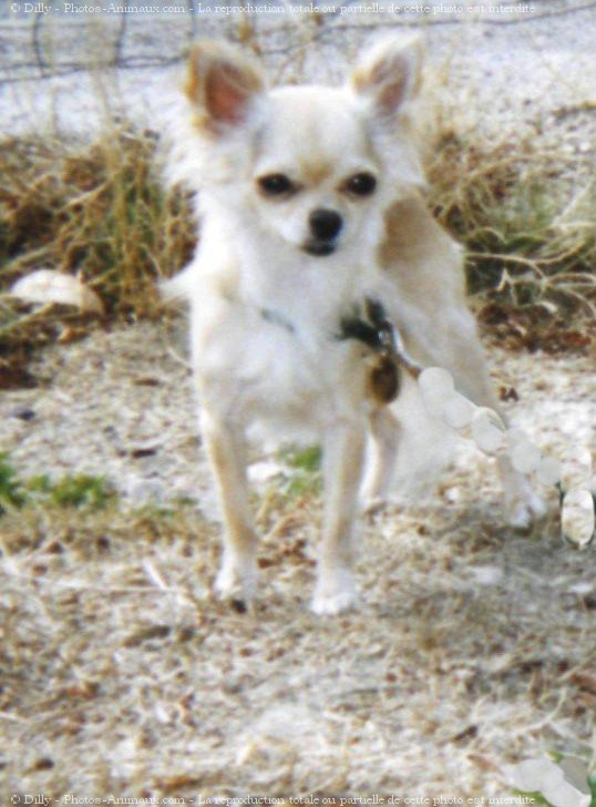 Photo de Chihuahua  poil long