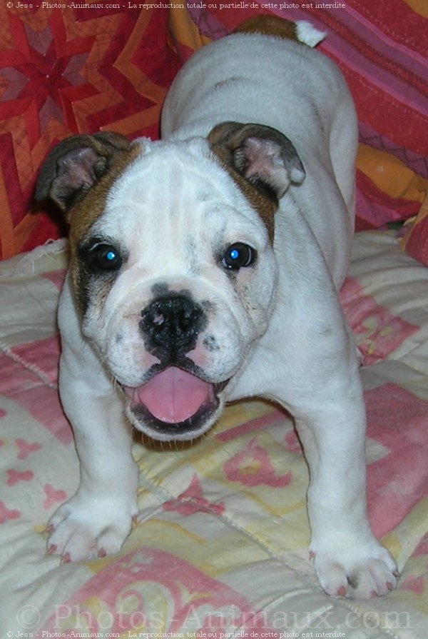 Photo de Bulldog