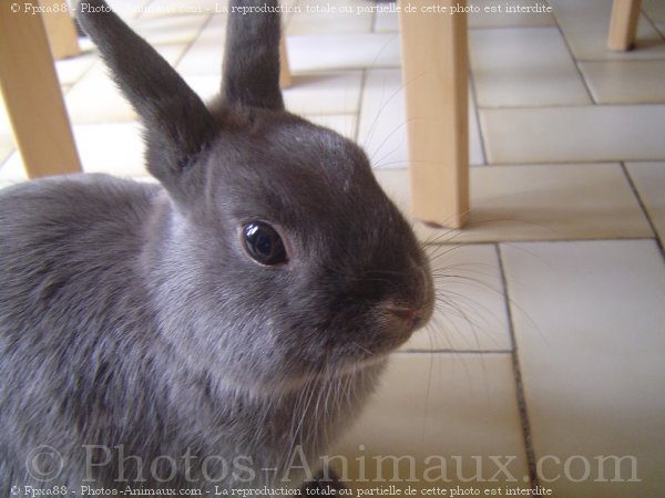 Photo de Lapin