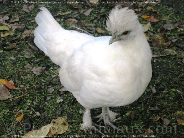 Photo de Poule