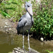 Photo de Bec-en-sabot du nil