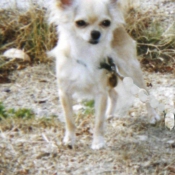 Photo de Chihuahua  poil long