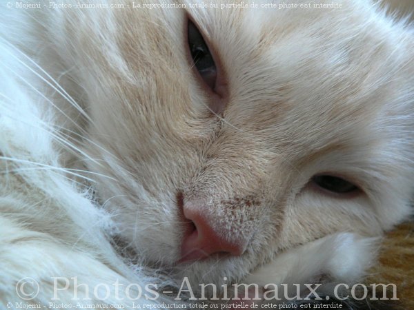 Photo de Ragdoll