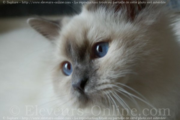 Photo de Sacr de birmanie