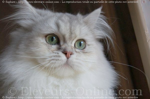 Photo de British longhair