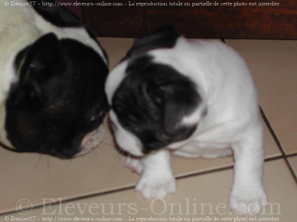 Photo de Bouledogue franais