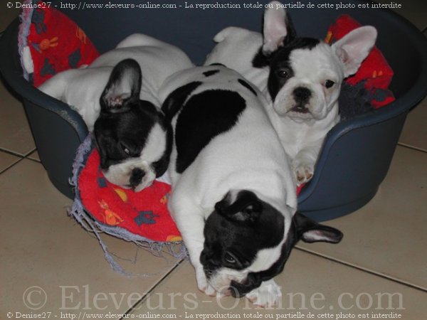 Photo de Bouledogue franais