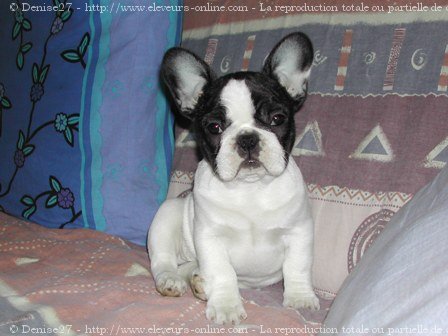 Photo de Bouledogue franais