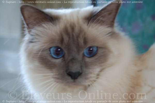 Photo de Sacr de birmanie