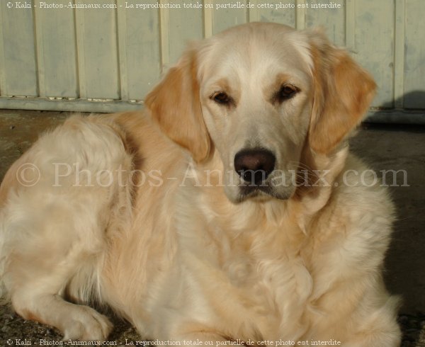 Photo de Golden retriever