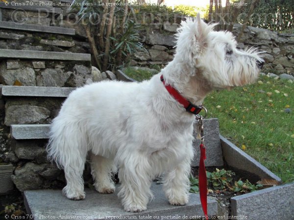 Photo de West highland white terrier