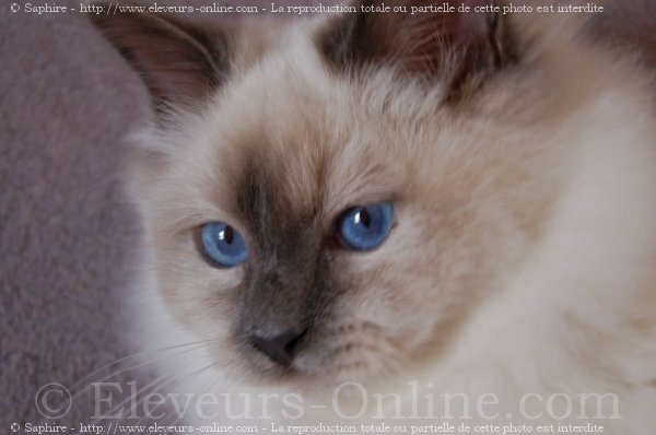 Photo de Sacr de birmanie