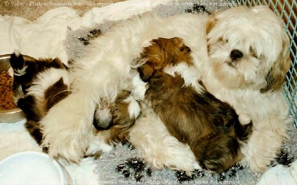 Photo de Shih tzu