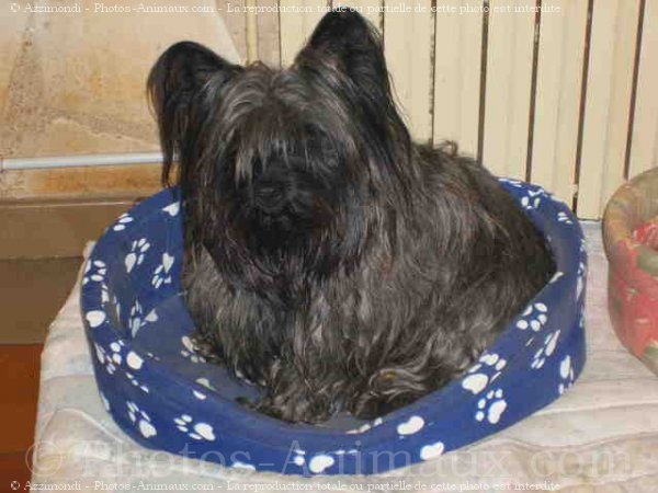 Photo de Cairn terrier