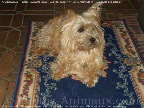 Photo de Cairn terrier