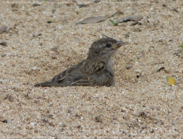 Photo de Moineau