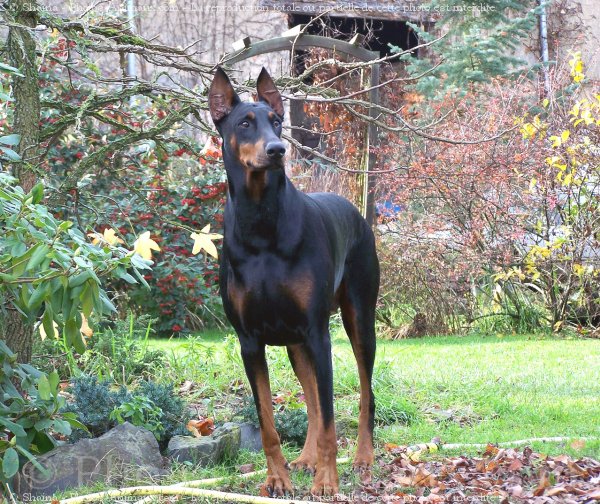 Photo de Dobermann