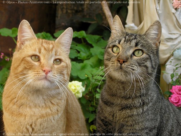 Photo de Chat domestique