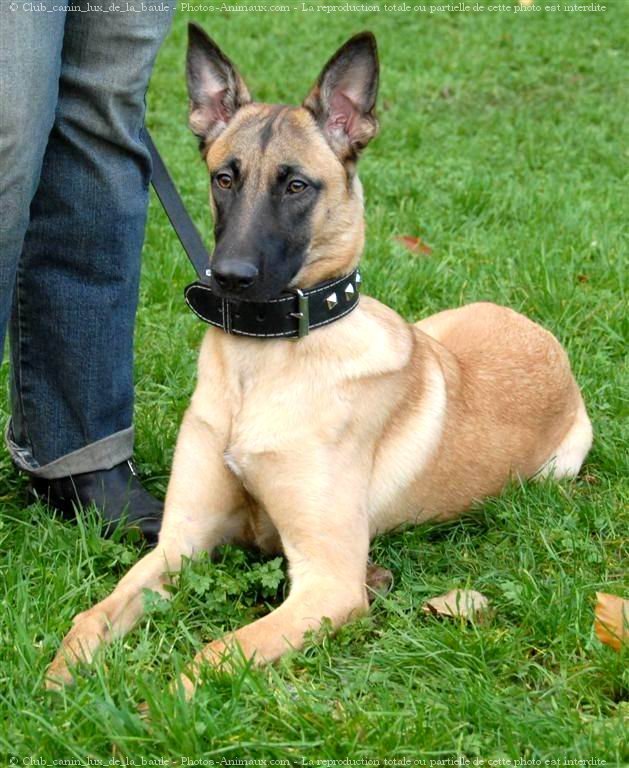 Photo de Berger belge malinois