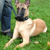 Photo de Berger belge malinois