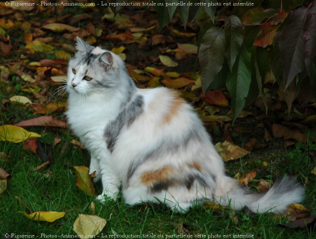 Photo de Chat domestique