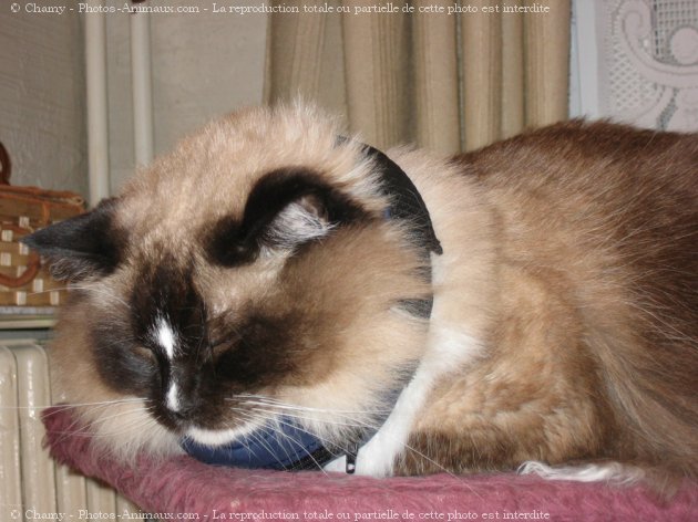 Photo de Ragdoll