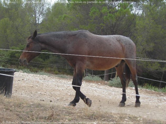 Photo de Races diffrentes