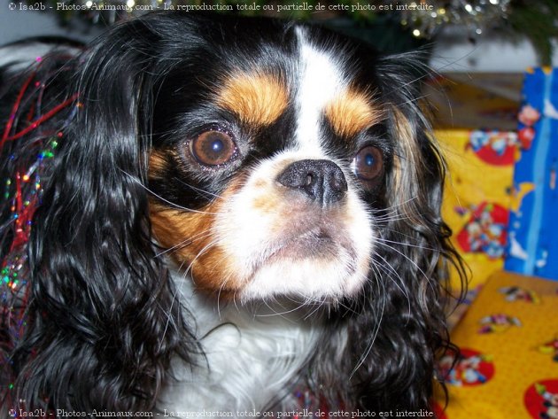 Photo de Cavalier king charles spaniel