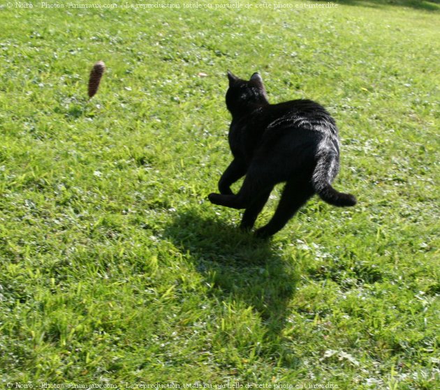 Photo de Chat domestique