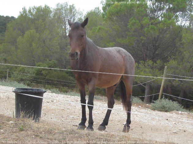 Photo de Races diffrentes