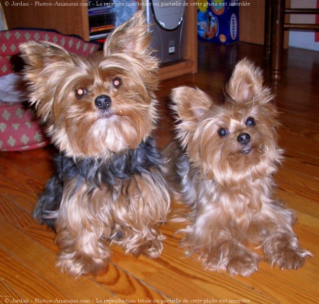 Photo de Yorkshire terrier