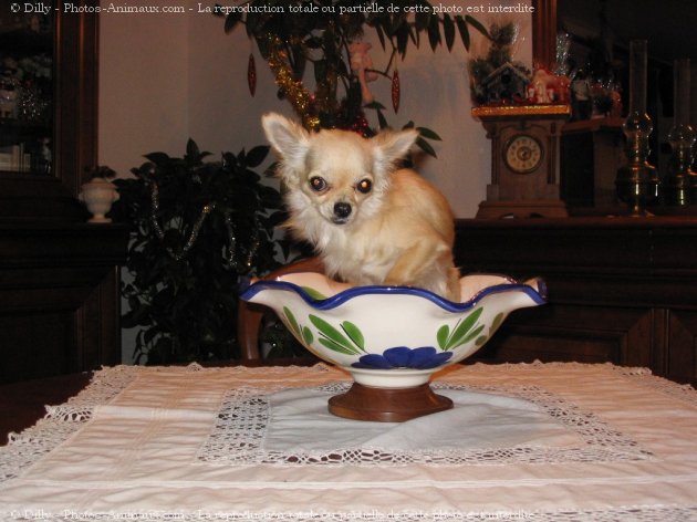 Photo de Chihuahua  poil long