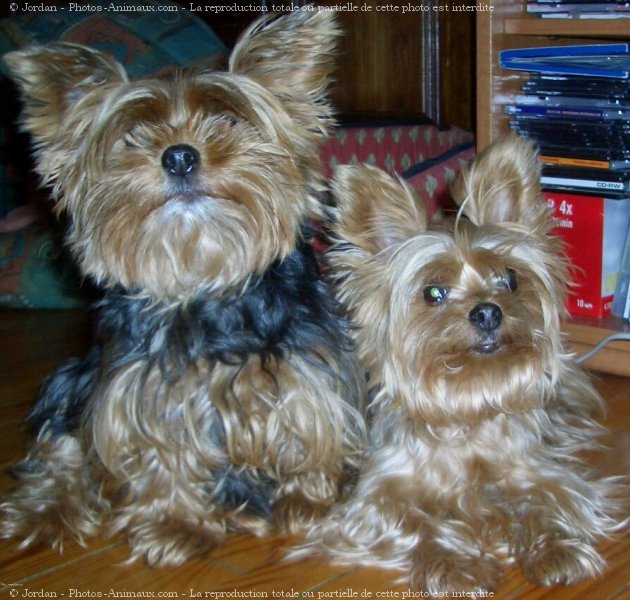 Photo de Yorkshire terrier