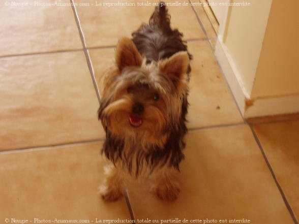 Photo de Yorkshire terrier