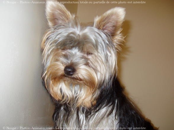 Photo de Yorkshire terrier