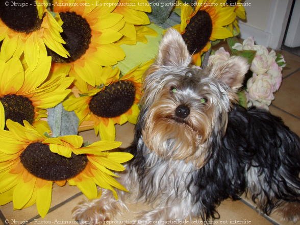 Photo de Yorkshire terrier