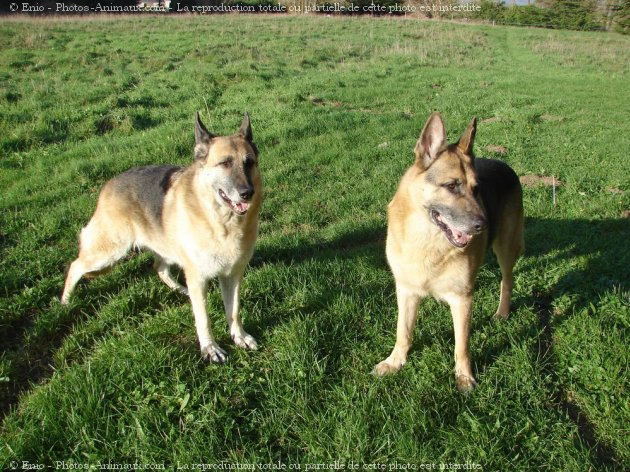 Photo de Berger allemand  poil court