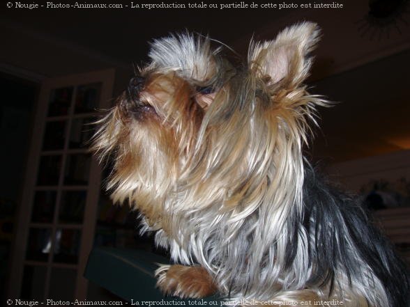 Photo de Yorkshire terrier