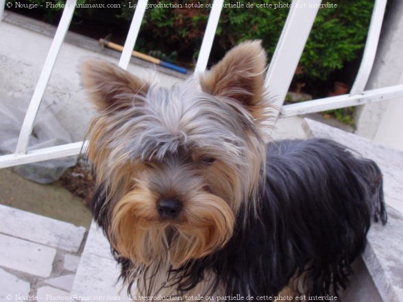 Photo de Yorkshire terrier