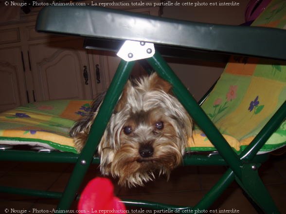 Photo de Yorkshire terrier