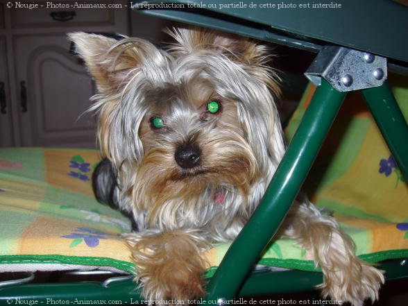 Photo de Yorkshire terrier