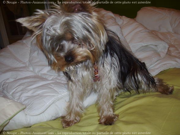 Photo de Yorkshire terrier