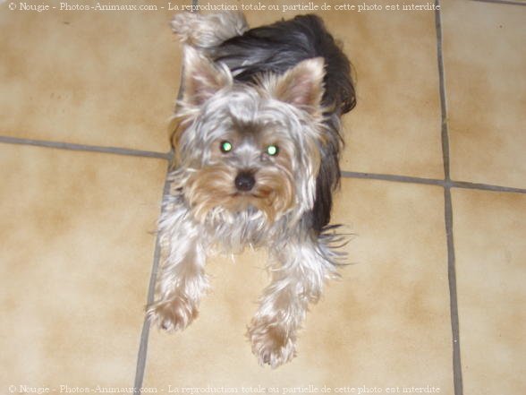 Photo de Yorkshire terrier