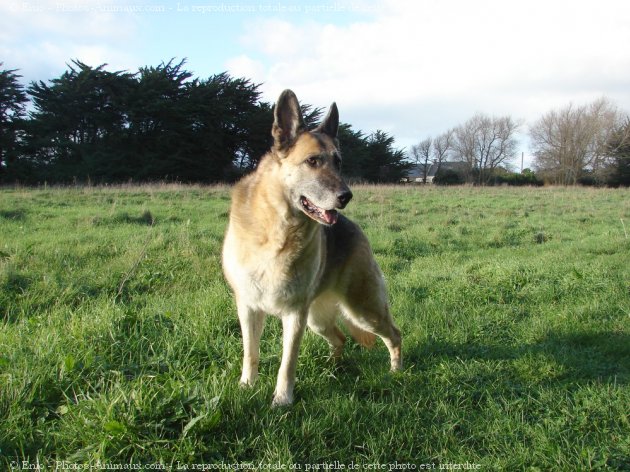 Photo de Berger allemand  poil court