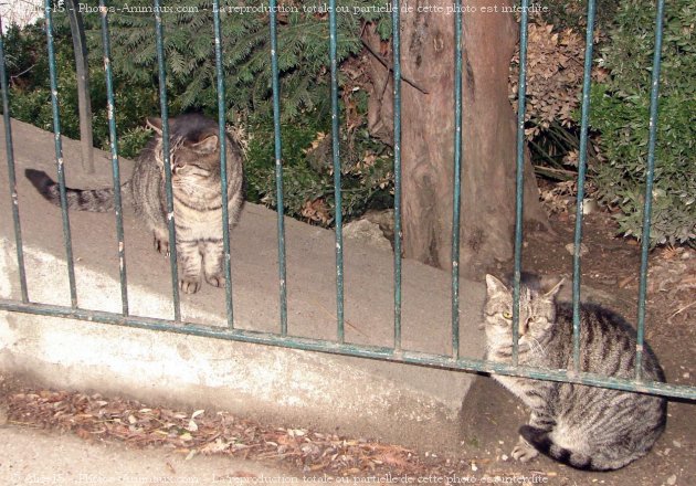 Photo de Chat domestique