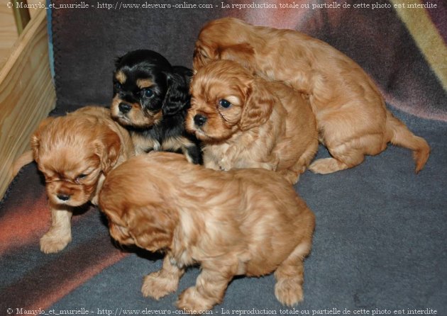 Photo de Cavalier king charles spaniel