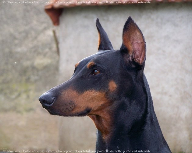 Photo de Dobermann